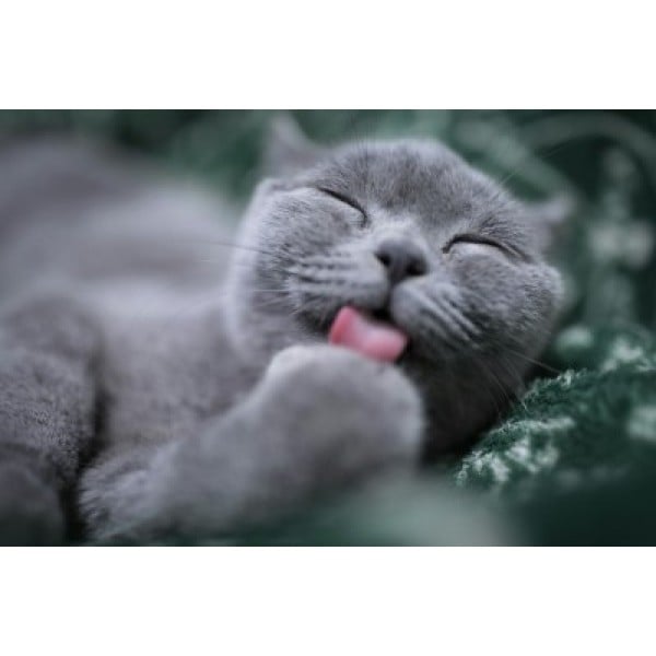 Как подготовиться к анальному сексу девушке !!!